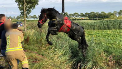 Brandweer redt paard uit de sloot in Kloetinge