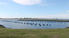 Gif in mosselen en oesters Oosterschelde