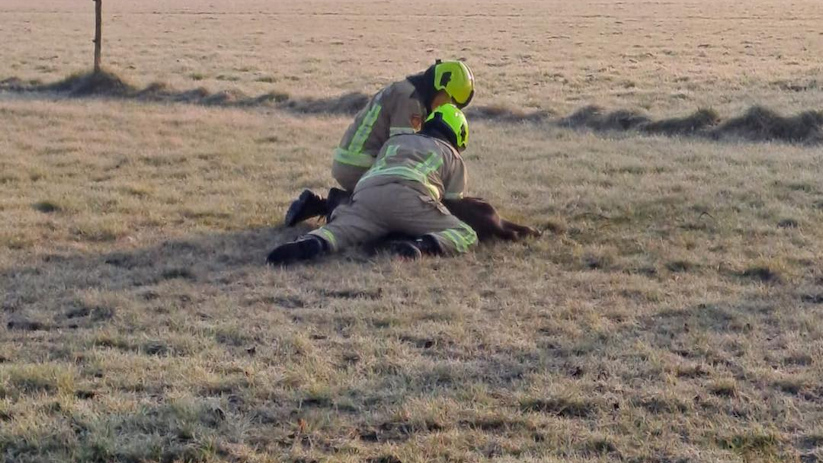 De brandweer had de handen vol aan de dieren.