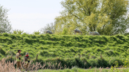 Schaap klimt toch zelf uit water bij Oud-Vossemeer
