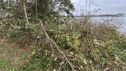 Bomen vernield op eiland in Veerse Meer