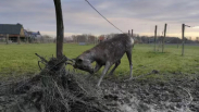 Hert vast in schrikdraad Noordweg Oostkapelle