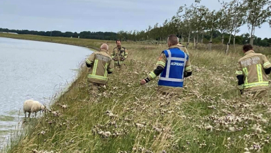 Schaap in kanaal door Walcheren Arnemuiden