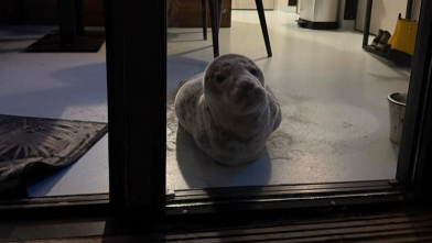 Zeehond in hotelkamer Badstrand Vlissingen