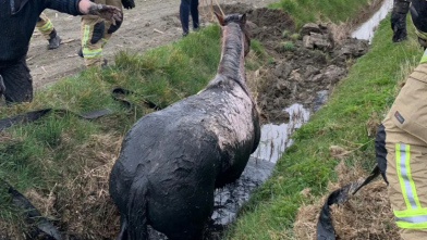 Paard vast in sloot, omstanders en brandweer schieten te hulp