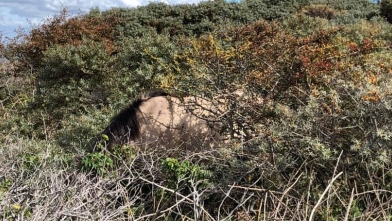 Alarm over wild paard tussen bosjes Oranjezon