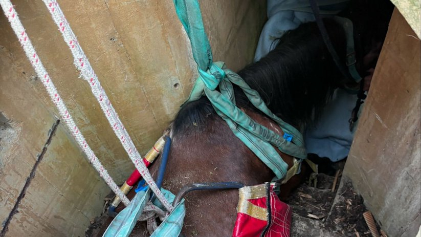 Het paard is er goed uit gekomen, zo meldt de brandweer.