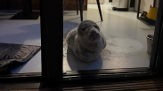 Zeehond in hotelkamer Badstrand Vlissingen