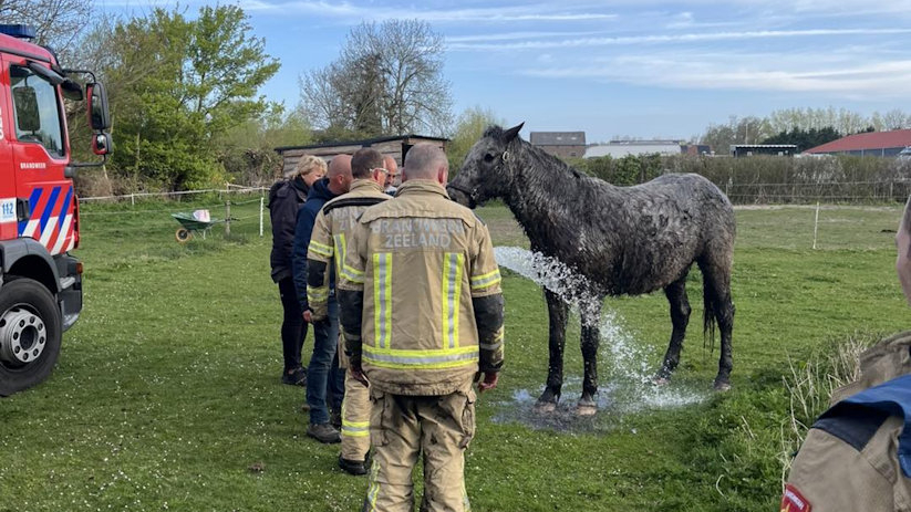 Paard uit sloot gered in Burgh-Haamstede