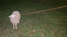 Uitgebroken schaap houdt politie bezig