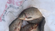 Hengelaars slaan vissen dood aan de Ooievaar Terneuzen