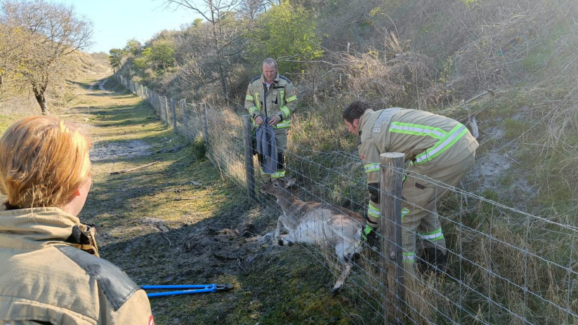 De brandweer heeft het dier bevrijd.