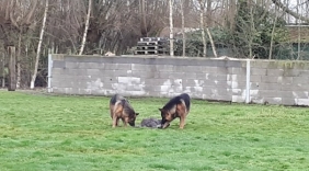 Wallaby overleden na losbreken honden