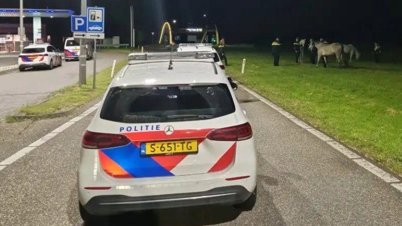 De paarden konden bij Selnisse van de snelweg worden geleid.