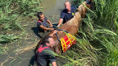 Paard in de sloot in Zoutelande