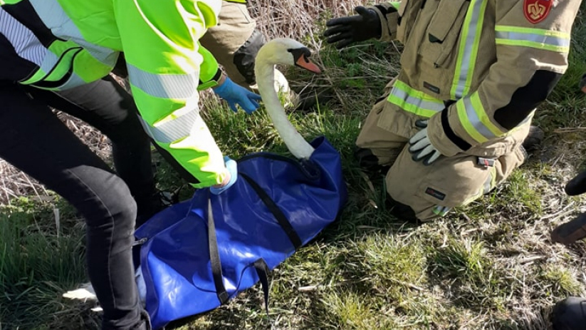 De zwaan zat in de struiken bij de Westelijke Schelderijnweg.