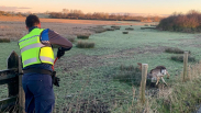 Handhavers bevrijden hert uit prikkeldraad in natuurgebied