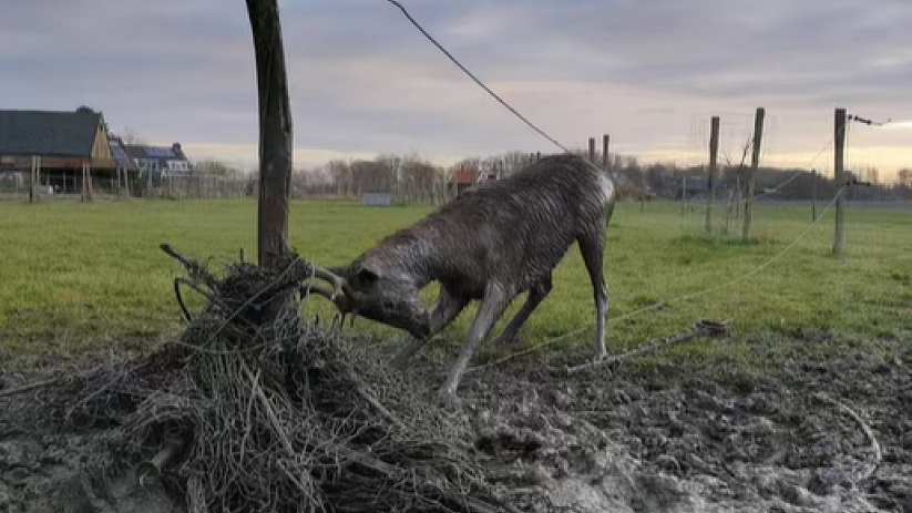 Het dier bevond zich in de buurt van de Noordweg.