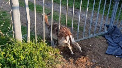 Brandweer Oostkapelle bevrijdt ree uit hek