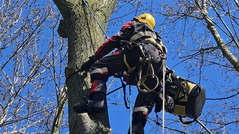 De gespecialiseerde redders zijn de boom ingeklommen om het dier te redden.