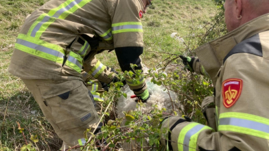 Brandweer Arnemuiden redt schaap uit struikgewas